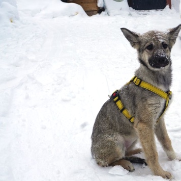 Собаки в добрые руки - Дымка - 1