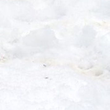 Собаки в добрые руки - Дымка - 2