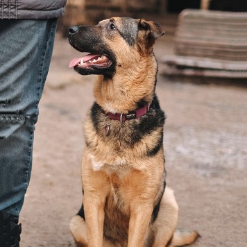 Собаки в добрые руки - Кай
