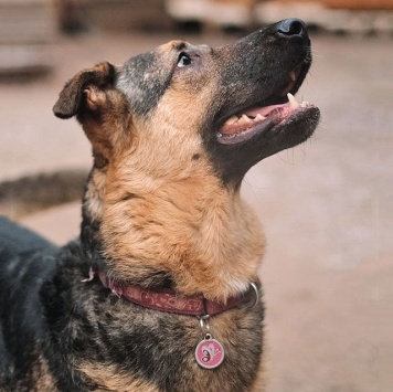 Собаки в добрые руки - Кай - 2