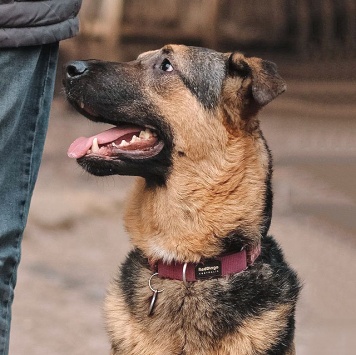 Собаки в добрые руки - Кай - 3