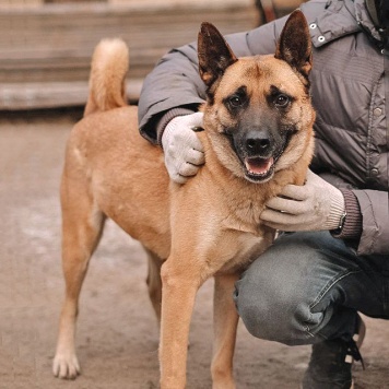 Собаки в добрые руки - Плюша