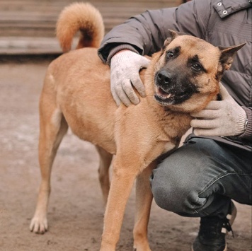 Собаки в добрые руки - Плюша - 2