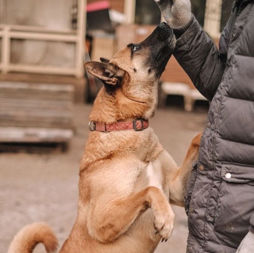 Собаки в добрые руки - Плюша - 3