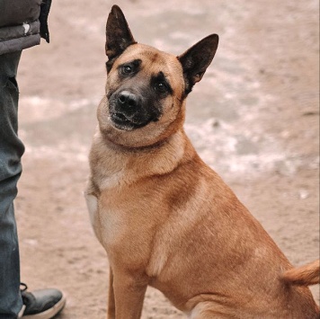 Собаки в добрые руки - Плюша - 4