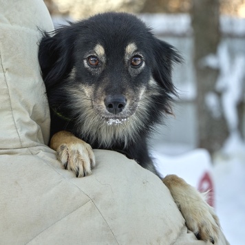 Собаки в добрые руки - Лея