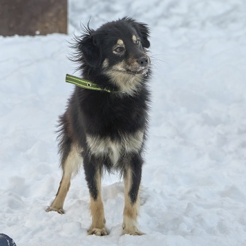 Собаки в добрые руки - Лея - 1