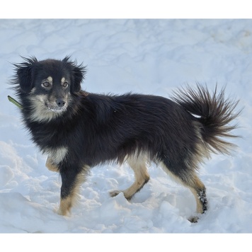 Собаки в добрые руки - Лея - 2