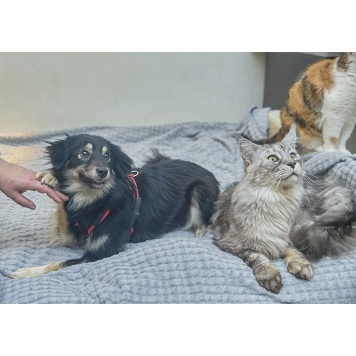 Собаки в добрые руки - Лея - 3