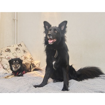 Собаки в добрые руки - Лея - 4