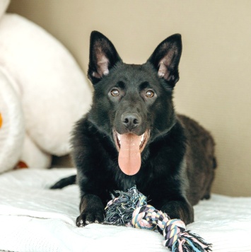 Собаки в добрые руки - Гуди