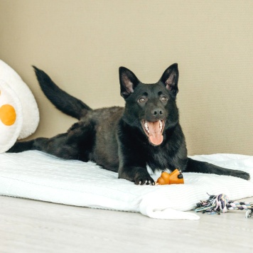 Собаки в добрые руки - Гуди - 3