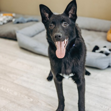 Собаки в добрые руки - Гуди - 4