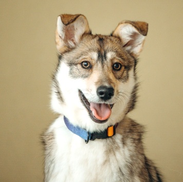 Собаки в добрые руки - Гречка