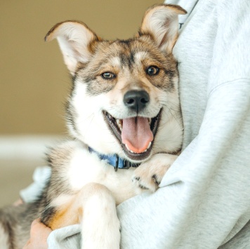 Собаки в добрые руки - Гречка - 1