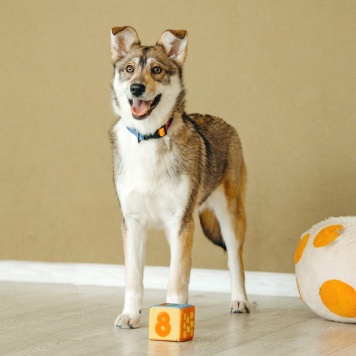 Собаки в добрые руки - Гречка - 2