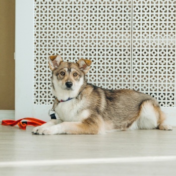 Собаки в добрые руки - Гречка - 4