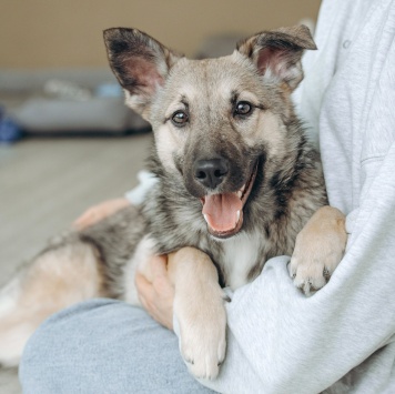 Собаки в добрые руки - Орлея