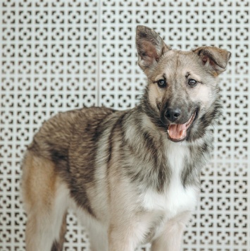 Собаки в добрые руки - Орлея - 1