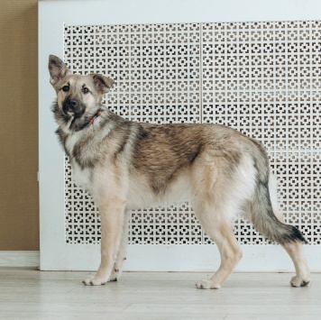 Собаки в добрые руки - Орлея - 2