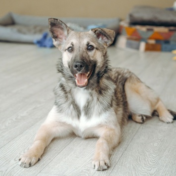 Собаки в добрые руки - Орлея - 3