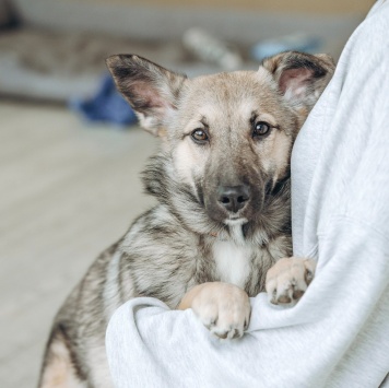 Собаки в добрые руки - Орлея - 4