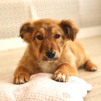 Оливка - Собаки в добрые руки