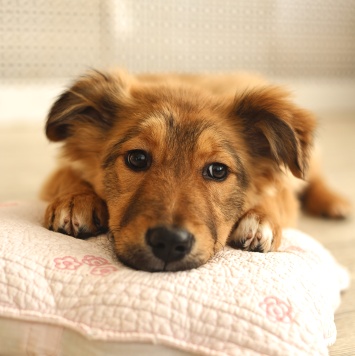 Собаки в добрые руки - Оливка - 1