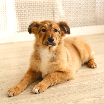 Собаки в добрые руки - Оливка - 3