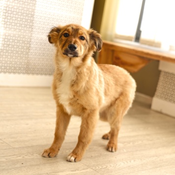 Собаки в добрые руки - Оливка - 4