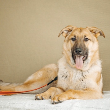 Арик - Собаки в добрые руки