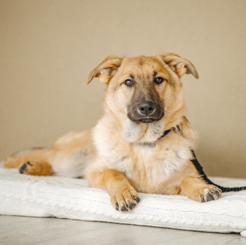 Собаки в добрые руки - Арик - 1