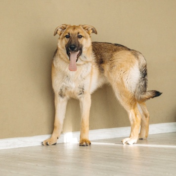 Собаки в добрые руки - Арик - 2