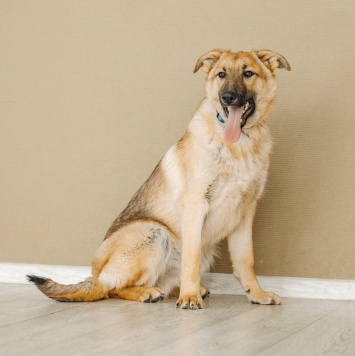 Собаки в добрые руки - Арик - 3