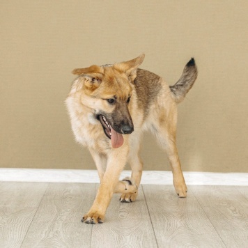 Собаки в добрые руки - Арик - 4