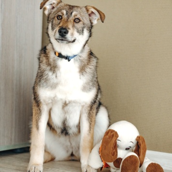 Собаки в добрые руки - Манка - 1