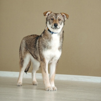 Собаки в добрые руки - Манка - 4