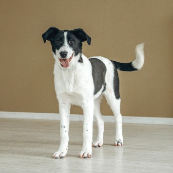 Долли - Собаки в добрые руки