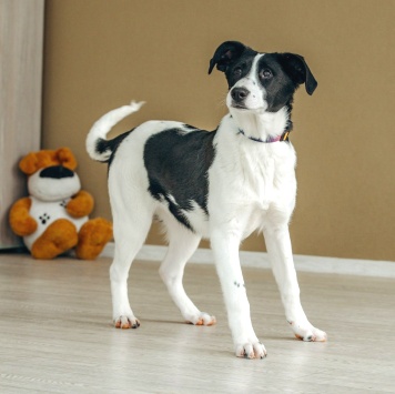 Собаки в добрые руки - Долли - 1