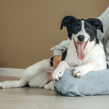 Собаки в добрые руки - Долли - 2