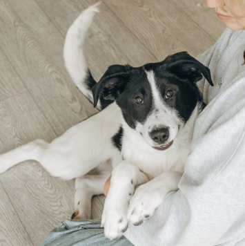 Собаки в добрые руки - Долли - 4