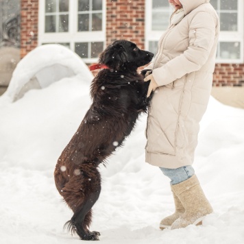Собаки в добрые руки - Лиза - 2