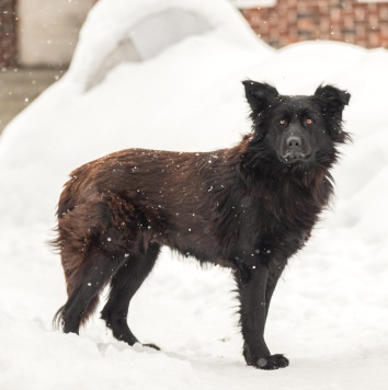 Собаки в добрые руки - Лиза - 3