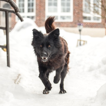 Собаки в добрые руки - Лиза - 4
