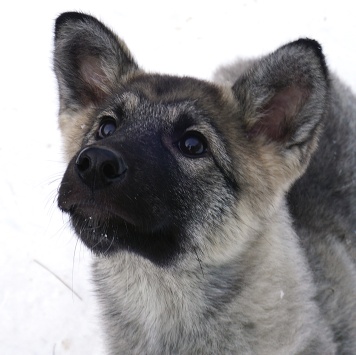 Собаки в добрые руки - Юнона