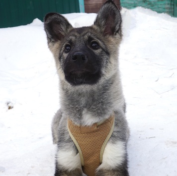 Собаки в добрые руки - Юнона - 1