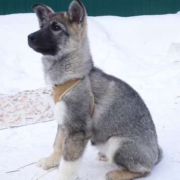 Собаки в добрые руки - Юнона - 3