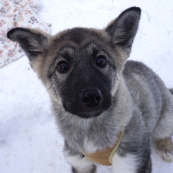 Собаки в добрые руки - Юнона - 4