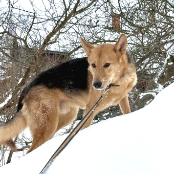 Собаки в добрые руки - Джек