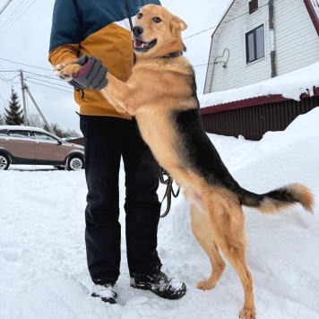Собаки в добрые руки - Джек - 1